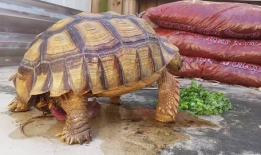 小乌龟视频,小乌龟的奇妙冒险之旅